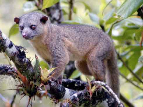 十大喜食蜂蜜动物:蜜熊 十大喜食蜂蜜动物:蜜熊