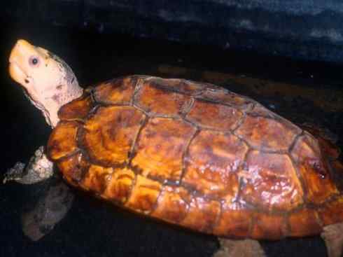 玄武:传说的兽原型探秘(潮龟) 玄武:传说的兽原型探秘(潮龟)