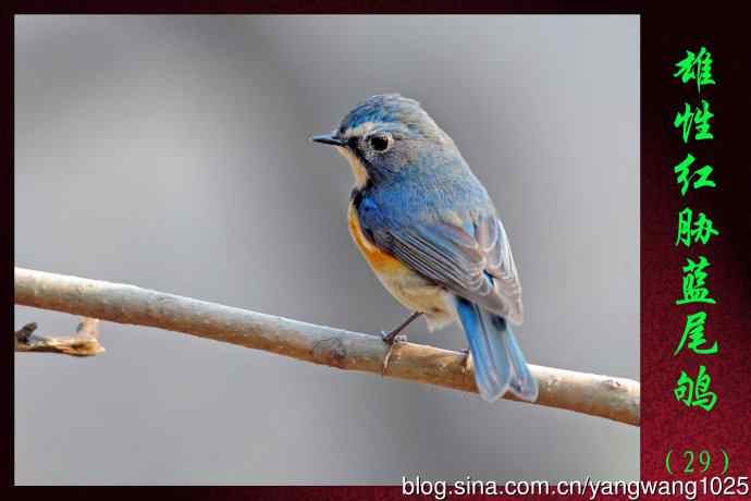 北京天坛公园的鸟类——雄性红胁蓝尾鸲（29）
