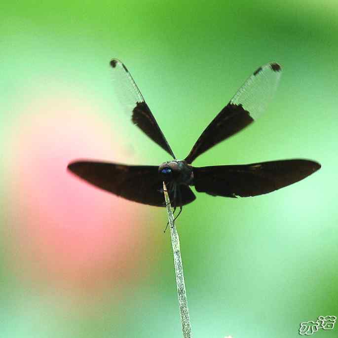 圆明园&nbsp;wbr路&nbsp;wbr黑丽翅蜻鈥斺敽商裂蘧