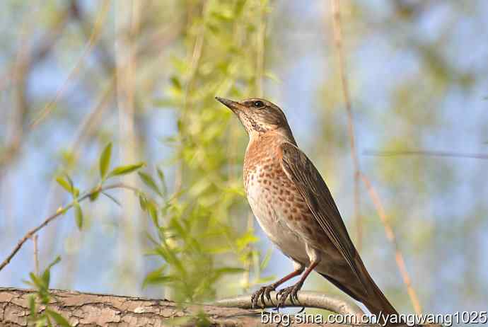 自然和谐的日坛公园（斑鸫）