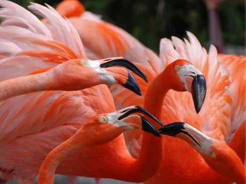 极品红色鸟类：火烈鸟