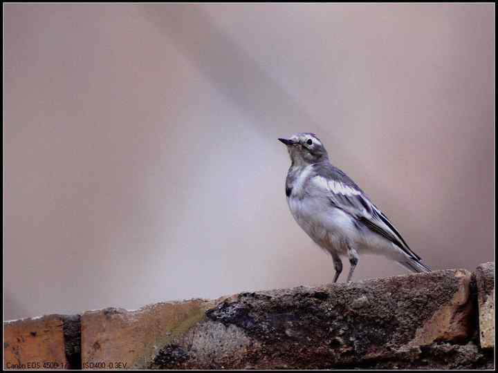 新疆鸟类大全——行色无忌的南疆鸟类摄影