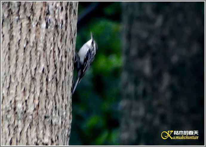 春节拍鸟【照片】