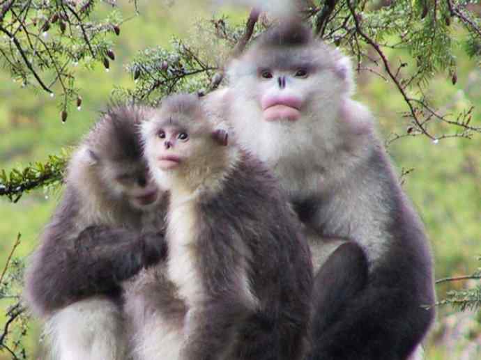 犬科:犬亚科犬属之貉 犬科:犬亚科犬属之貉