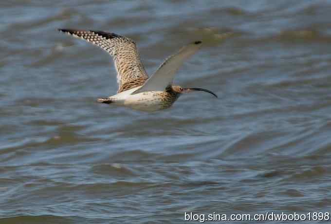 浅水湾：观日出赏美杓