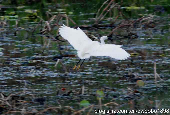 小白鹭黄昏捕鱼 小白鹭黄昏捕鱼