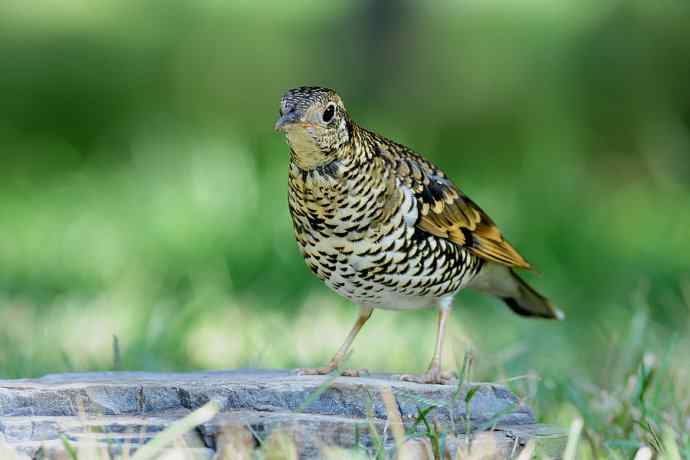 鸫鸟之最：虎斑地鸫