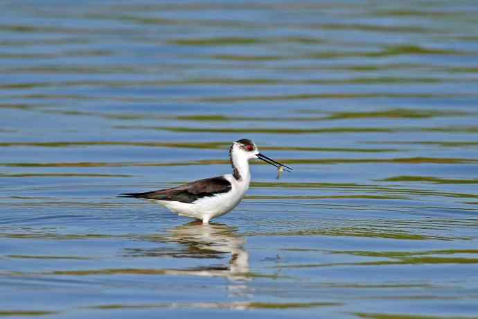 黑翅长脚鹬（5）