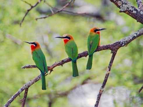 绝色攀禽:佛法僧目之蜂虎4 绝色攀禽:佛法僧目之蜂虎4