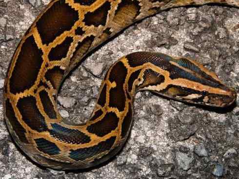 龙：传说的兽原型探秘（蟒蛇类）