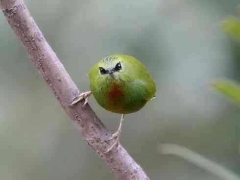 美丽无罪：雀鸟之绿鹛