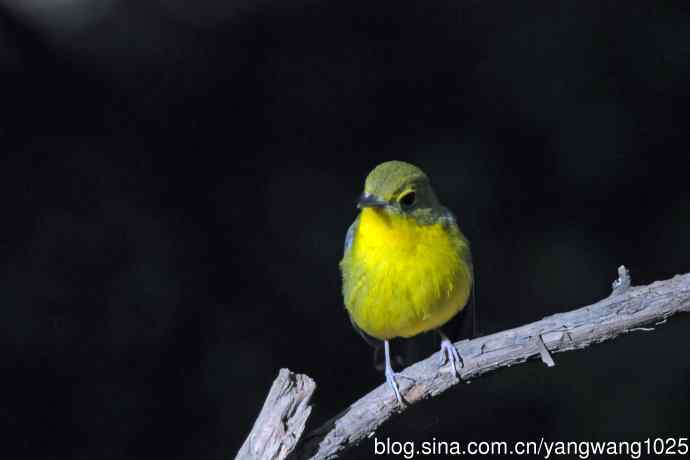 雄性绿背姬鶲（1）