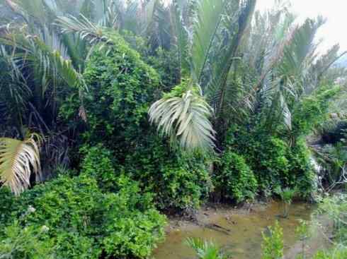 鱼类活化石：月眼鱼