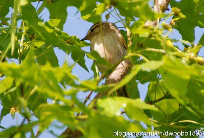 朱雀和北宫的鸟 朱雀和北宫的鸟