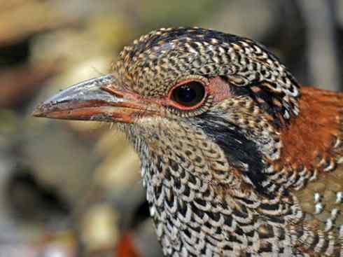 绝色攀禽：佛法僧目之地鴗