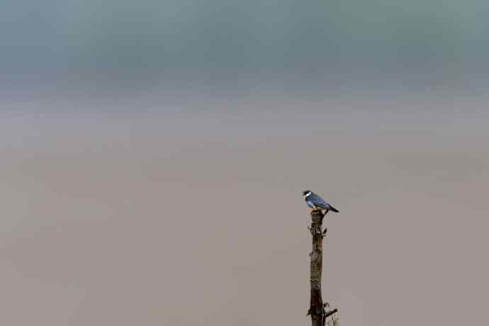 阿穆尔隼与普通燕鸻（生境）
