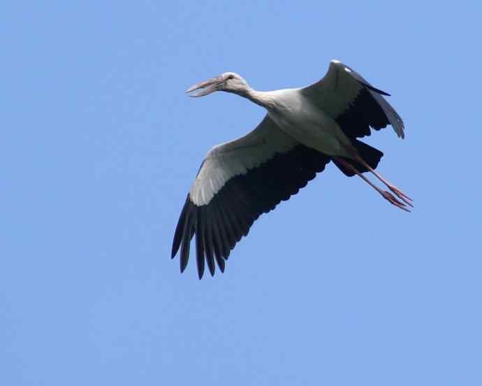四川西昌鸟类摄影——钳嘴鹳