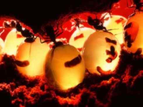 十大喜食蜂蜜动物：法老蚁