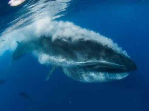 自然奇观：动物大迁徙(须鲸类)