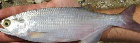 鱼类活化石：月眼鱼