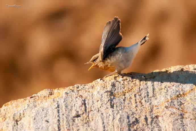 白顶鵖育雏 白顶鵖育雏