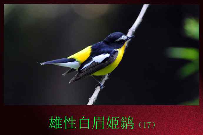 北京天坛公园的鸟类——雄性白眉姬鹟（17）