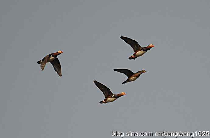 鸳鸯 wbr1 鸳鸯 wbr1