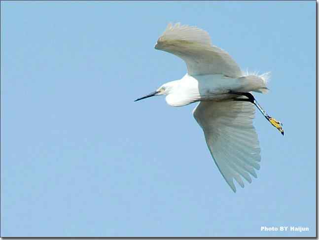蓝天作秀的鹭鸶
