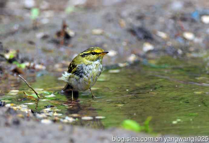 黄腰柳莺（3）