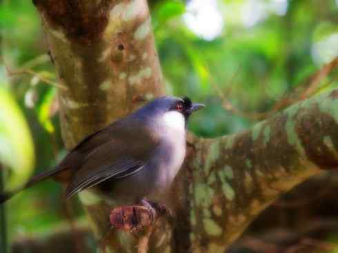 家禽驯化之源之十六