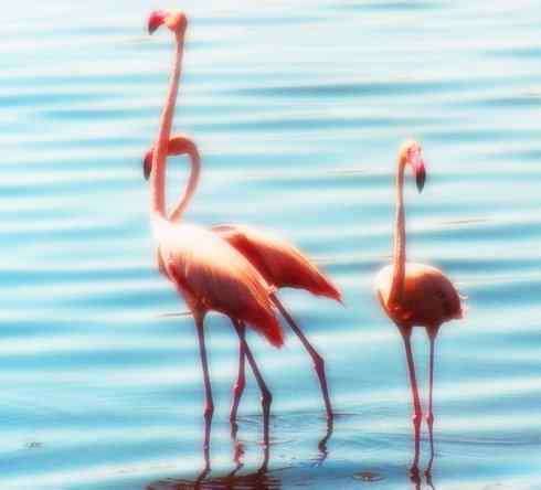 猎奇：奇特的鸟喙之二