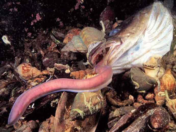 鱼类活化石：盲鳗