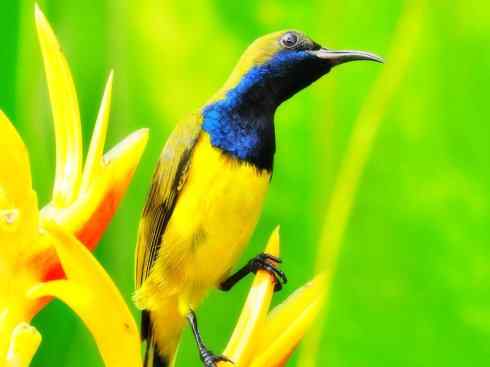 美丽无罪：雀鸟之太阳鸟