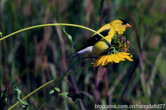 美洲金翅雀：雄鸟（2）