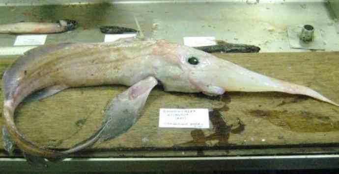 鱼类活化石：长吻银鲛
