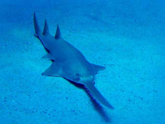 鱼类活化石：锯鳐