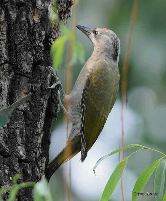 植物园：紫背.白眉和绿啄　