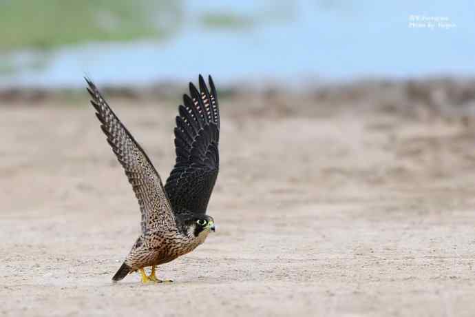 野鸭湖拍摄起飞版游隼