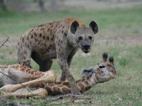 犬科：犬亚科犬属之西门豺、侧纹豺（胡狼类）