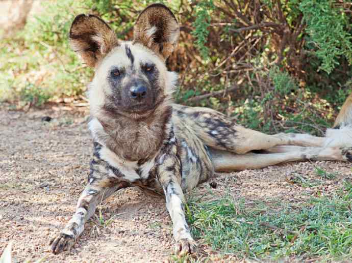 犬科：薮犬亚科非洲野犬属之非洲野犬