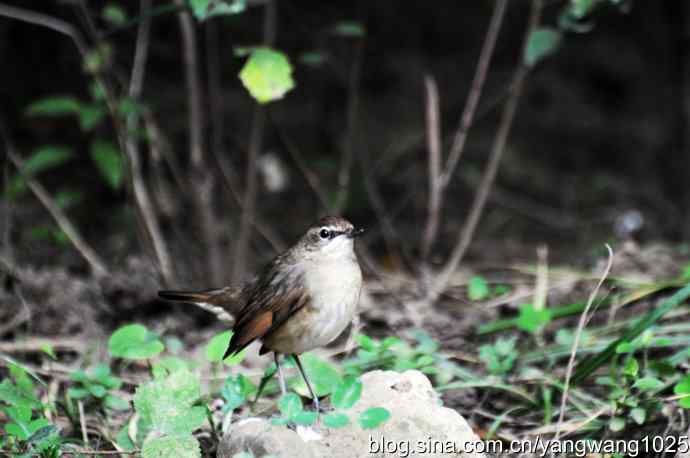 雌性红喉歌鸲亚成鸟 wbr1