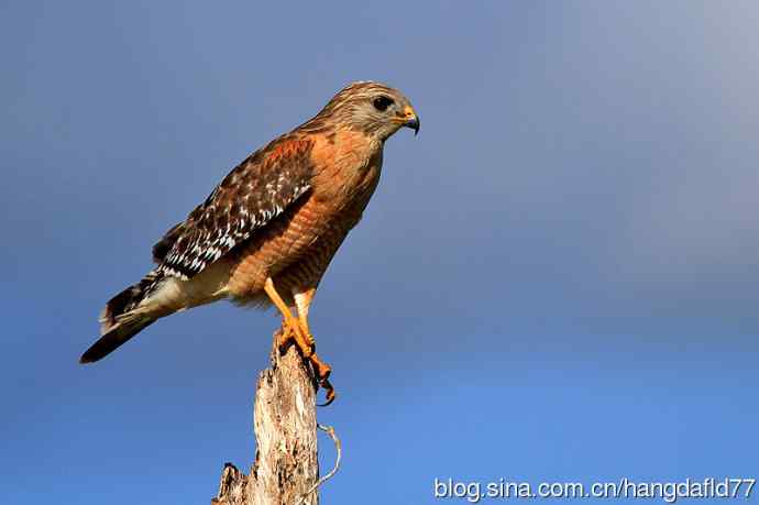 美国鸟类摄影——赤肩鵟