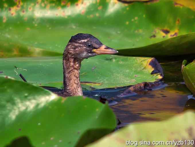D80拍的小（组图，5张图片）