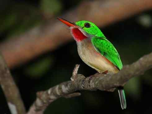 绝色攀禽：佛法僧目之短尾鴗