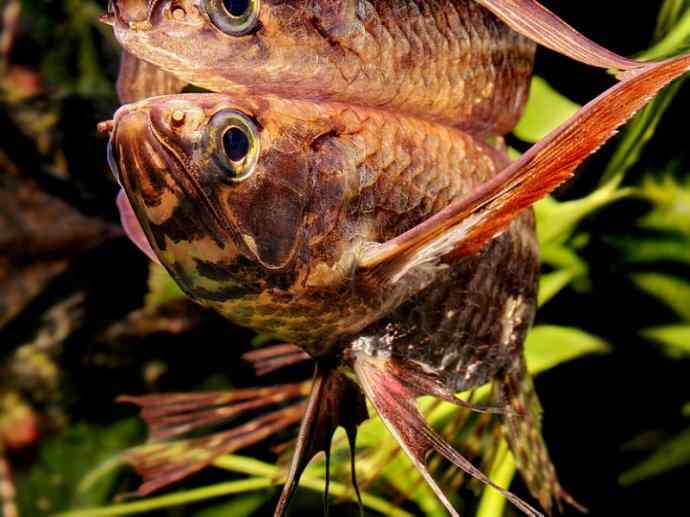 鱼类活化石:齿蝶鱼 鱼类活化石:齿蝶鱼