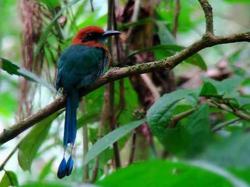 绝色攀禽:佛法僧目之翠鴗2 绝色攀禽:佛法僧目之翠鴗2