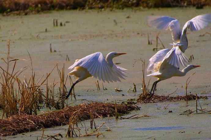 四川西昌鸟类摄影——黄嘴白鹭