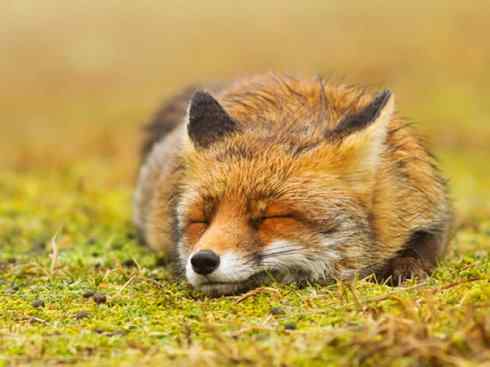 犬科：狐亚科狐属