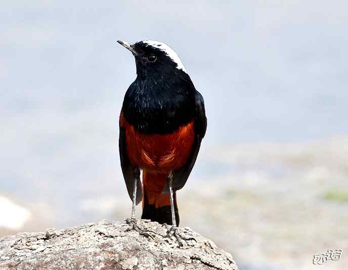 陕西洋县拍鸟——白顶溪鸲